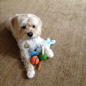 Meet your Posher, Amelia